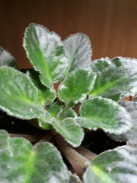  - 1 1 Violete Africane de Colecție