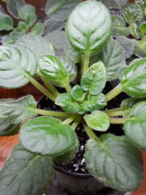  - 1 1 Violete Africane de Colecție