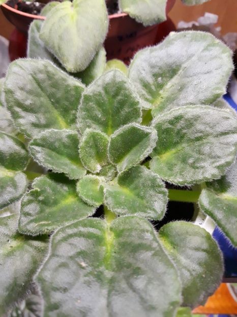  - 1 1 Violete Africane de Colecție