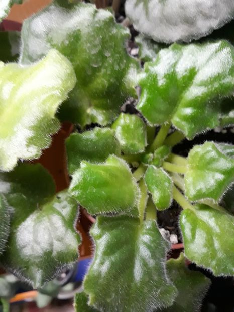  - 1 1 Violete Africane de Colecție