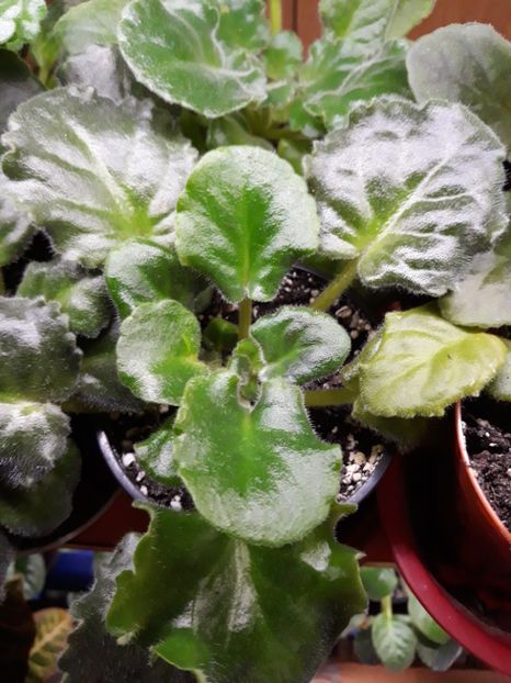  - 1 1 Violete Africane de Colecție