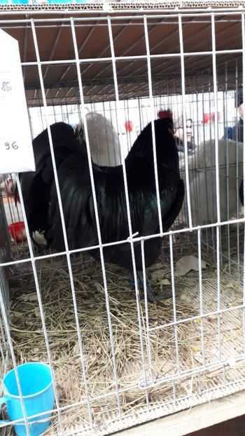  - AUSTRALORP-2019