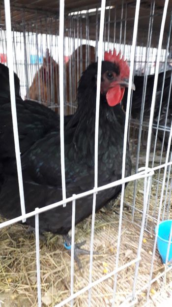  - AUSTRALORP-2019