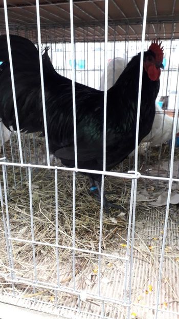  - AUSTRALORP-2019
