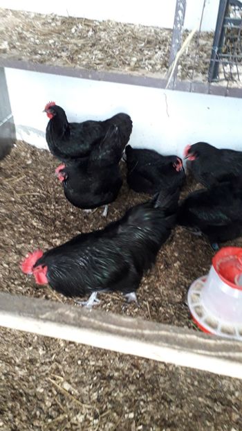  - AUSTRALORP-2019