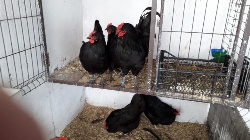  - AUSTRALORP-2019