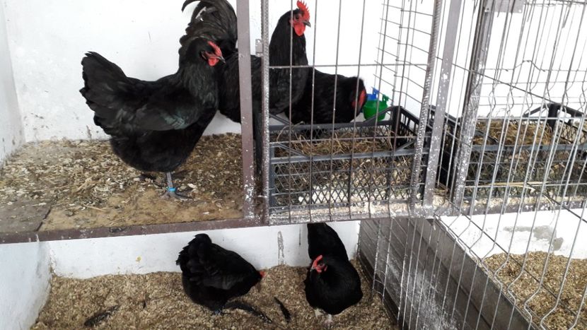  - AUSTRALORP-2019