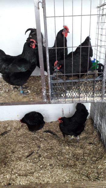  - AUSTRALORP-2019