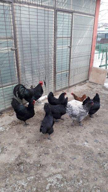  - AUSTRALORP-2019