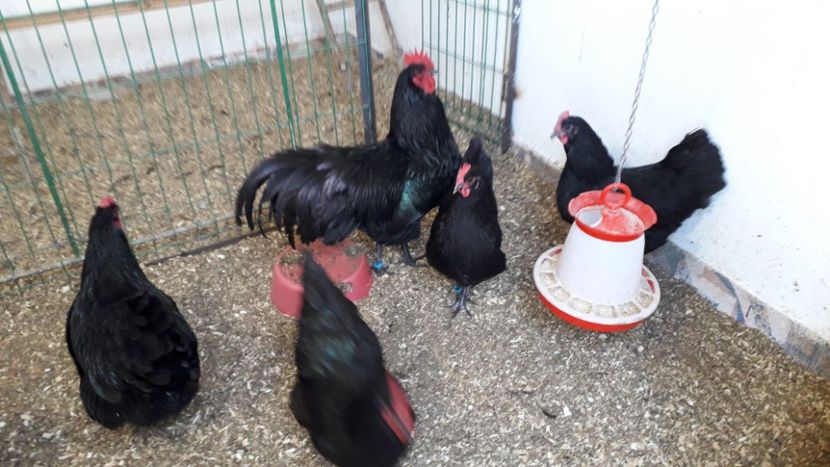 20190114_142806 - Copy - AUSTRALORP-2019