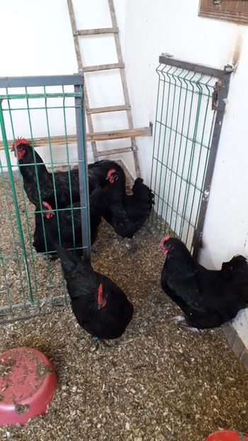 20190114_142818 - Copy - AUSTRALORP-2019