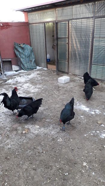  - AUSTRALORP-2019