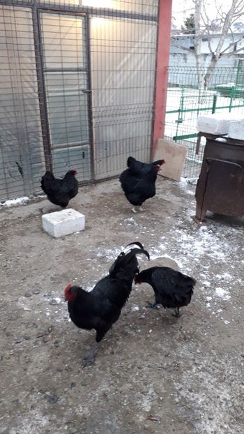 - AUSTRALORP-2019