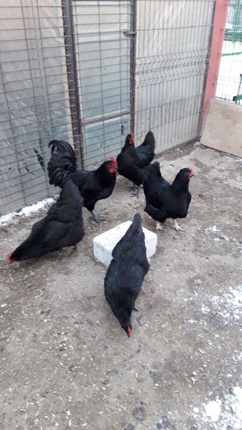  - AUSTRALORP-2019