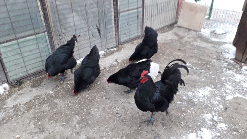 - AUSTRALORP-2019