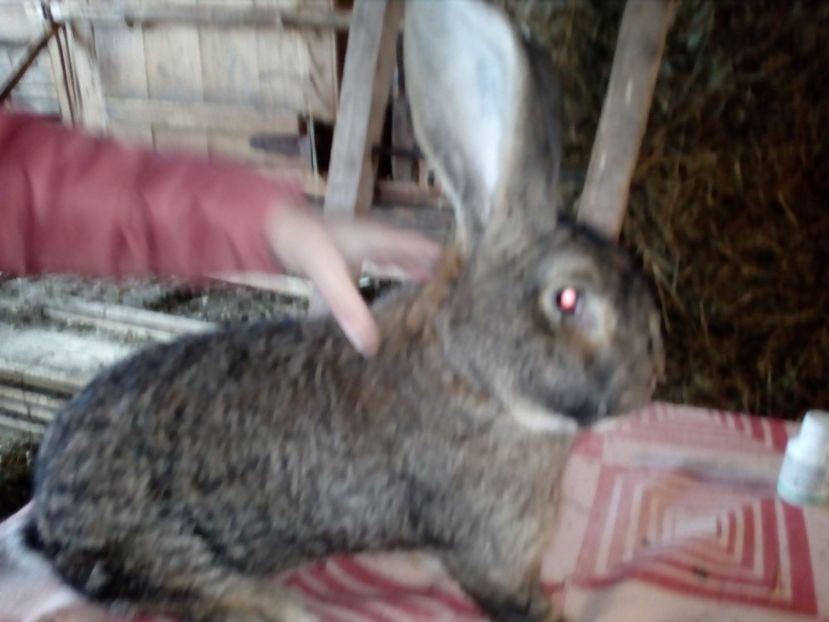  - Poze noi cu iepurii mei