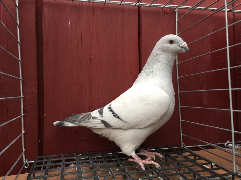 F2C237AD-06D4-4211-9124-BA8E132565C0 - 0 A- DE VANZARE 2018-2019