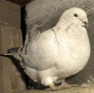 110024418_PAXCFRS - - A - CRESCATOR POLIVALENT