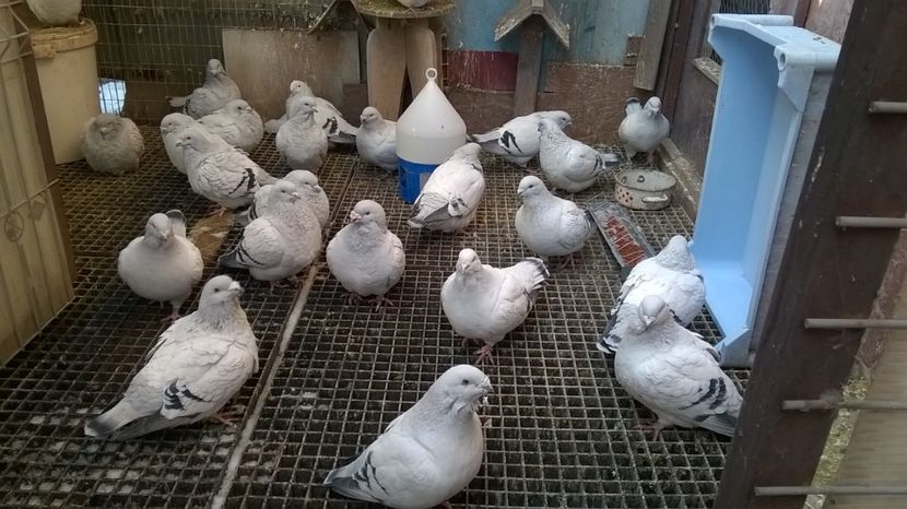 poze de grup - porumbei