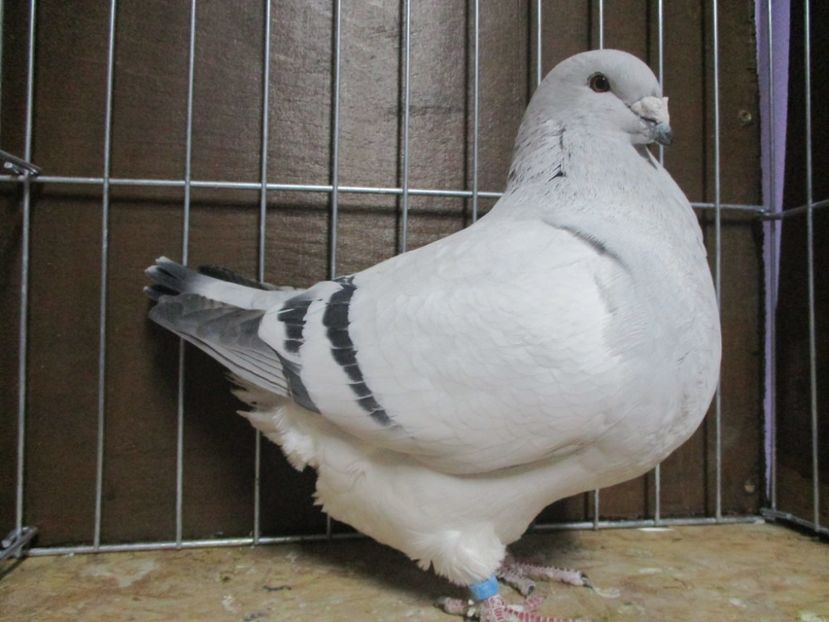 03527-18 - Femele 2019