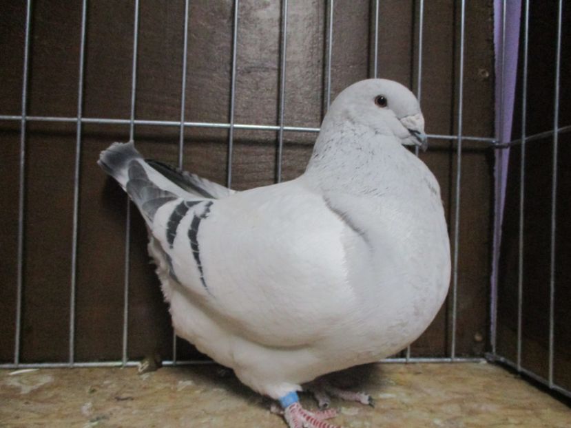 03544-18 - Femele 2019