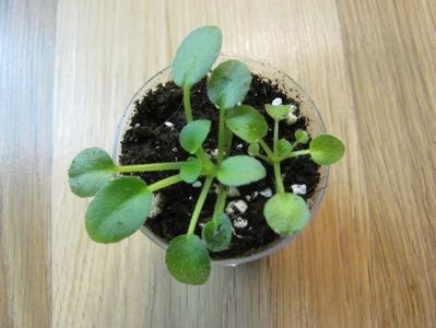 111577971_WVHXGBW3 - ZZZHoneymoon Trail