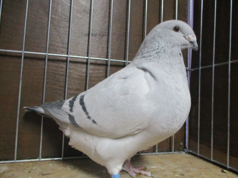 03547-18 - Femele 2019