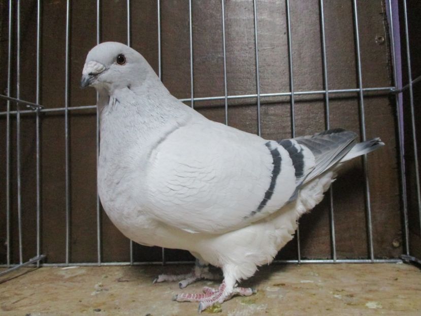 03555-18 - Femele 2019