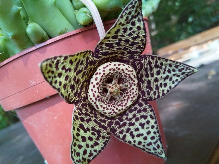 Orbea - Cactuși