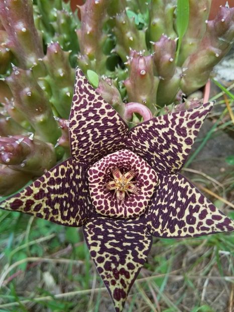 Orbea - Cactuși