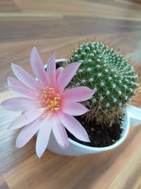 Rebutia - Cactuși