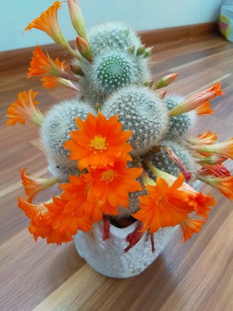 Rebutia - Cactuși