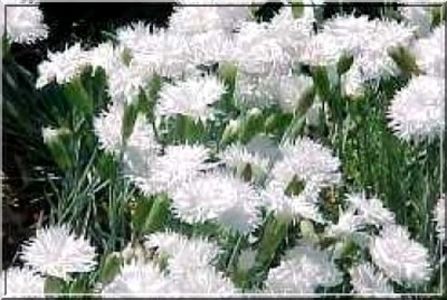 dianthus-plumarius - Caut