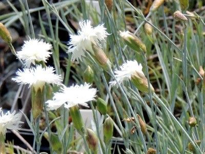 dianthus_itsaul_white - Caut