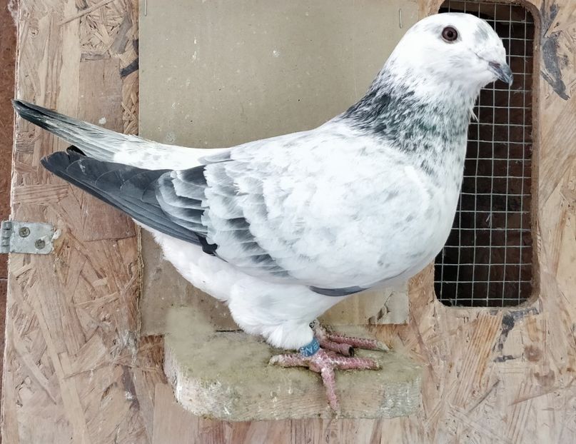 6 - Pui voiajor standard 2018 si maturi