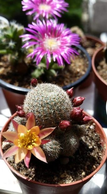  - Cactuși