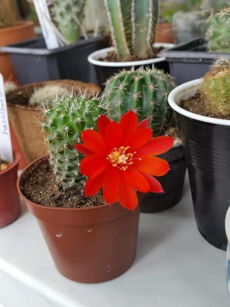 Rebutia - Cactuși