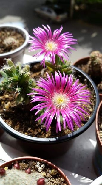 Trichodiadema - Cactuși