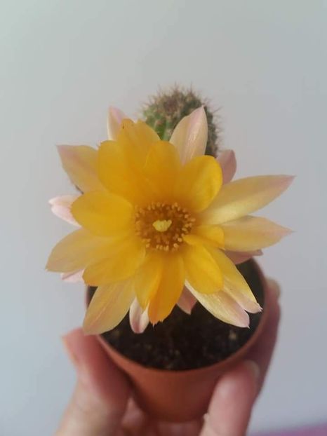  - Cactuși