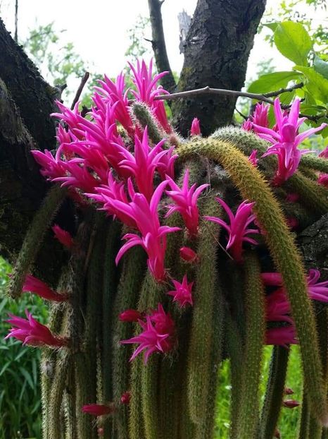 Aporocactus - Cactuși