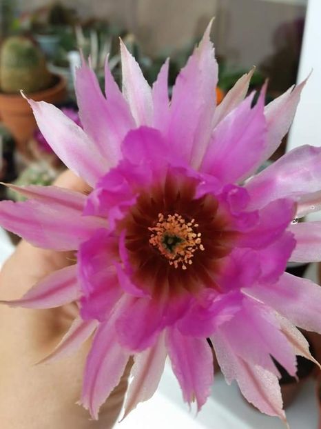  - Cactuși