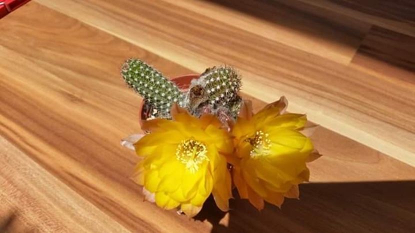  - Cactuși