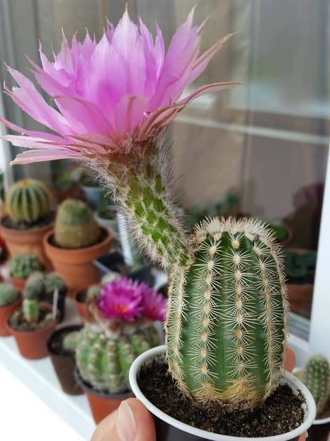  - Cactuși