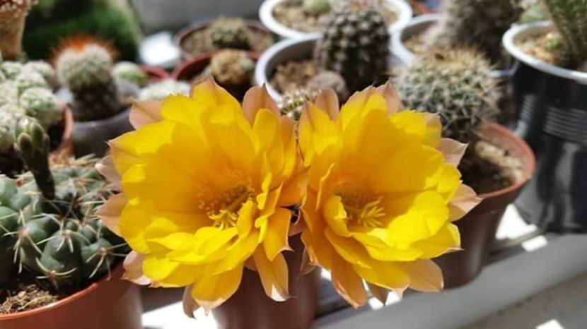  - Cactuși