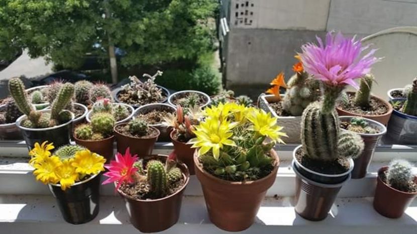 Grup - Cactuși