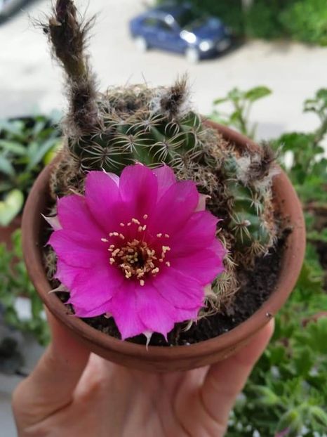  - Cactuși