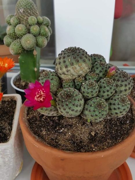 Sulcorebutia rauschii - Cactuși