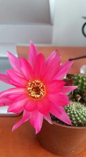  - Cactuși