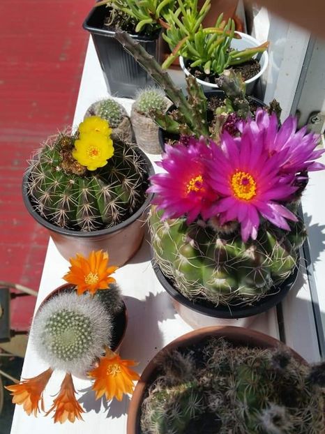 Grup - Cactuși