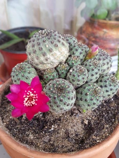 Sulcorebutia rauschii - Cactuși